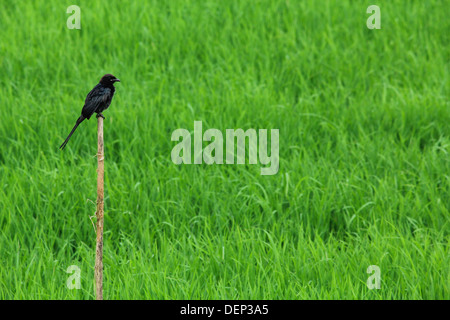 Schwarz-Drongo (Dicrurus Macrocercus) thront auf Zweig in ein Reisfeld Stockfoto