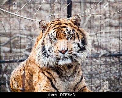 Eine große, schöne männliche Sumatra-Tiger (Panthera Tigris Sumatrae) im Zoo von Toronto in Toronto, Ontario, Kanada. Stockfoto