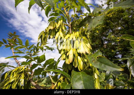 Asche-Tasten auf einer Esche im Vale of Evesham, Großbritannien. Stockfoto