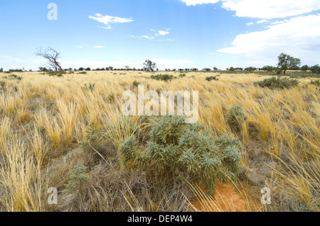 Spinifex Grass, Mungo National Park, New South Wales, Australien Stockfoto