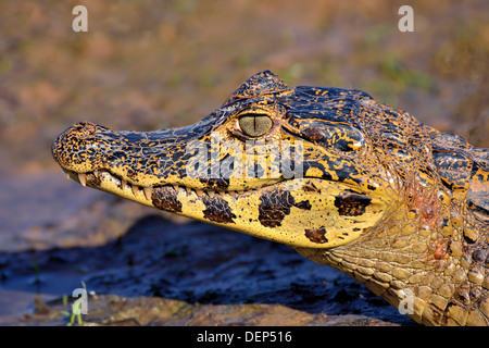 Brasilien, Pantanal: Nahaufnahme von einem jungen Yacare Kaiman (Caiman Yacare) im riverside Stockfoto