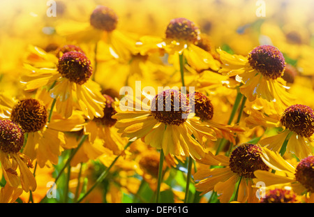Leuchtend gelbe Helenium Blumen im Garten Stockfoto