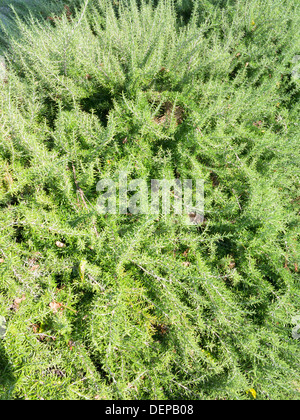 Rosmarin, Rosmarinus Officinalis, Italien Stockfoto