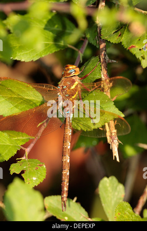 Braune Hawker Libelle Stockfoto