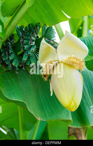 Bananenbaum. Blumen und Früchte Stockfoto