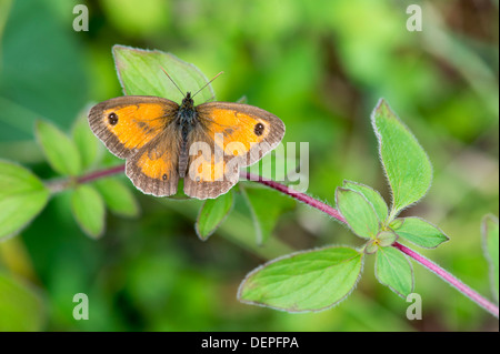 Gatekeeper Schmetterling (Pyronia Tithonus) - UK Stockfoto