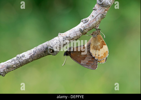 Scotch Argus Schmetterling (Erebia Aethiops) - UK Stockfoto