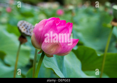 Nahaufnahme der blühenden rosa Lotus Blume, grünen Hintergrund. Stockfoto