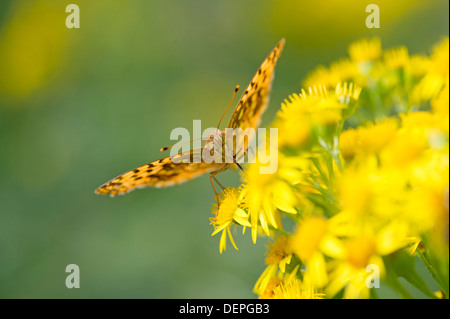 Hohe braune Fritillary (Argynnis Adippe) – UK Stockfoto