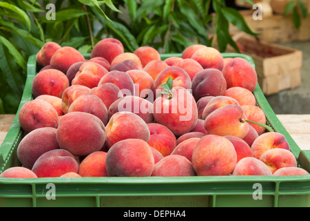 Frisch und saftig Pfirsich Obst im Korb Stockfoto