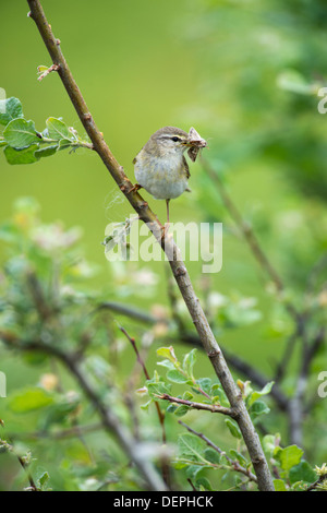 Fitis (Phylloscopus Trochilus) - UK Stockfoto