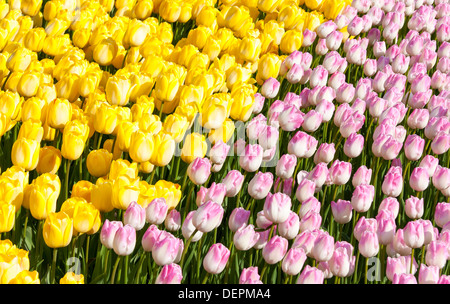 Rosa und gelbe Tulpen Stockfoto