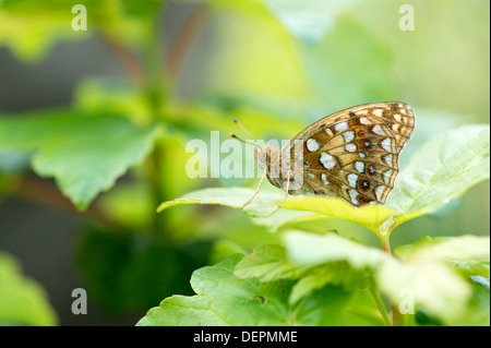 Hohe braune Fritillary (Argynnis Adippe) – UK Stockfoto