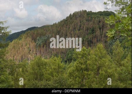 Waldwirtschaft am oberen Berghang Afon Rheidol Tal langfristigen Plan, Koniferen mit Flaumeiche natürliche zu ersetzen Stockfoto