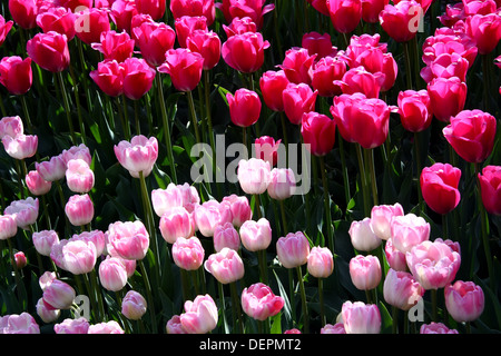 Rosa Tulpen Stockfoto