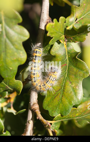 wie eine Eiche Eichenprozessionsspinner ist der Buff Tipp Motte auf englischer Eiche eine große Defoliator in Europa Stockfoto