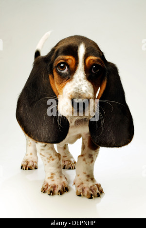 Basset Hound Welpe, 10 Wochen alt, vor weißem Hintergrund Stockfoto