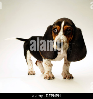 Basset Hound Welpe, 10 Wochen alt, vor weißem Hintergrund Stockfoto