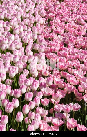 Rosa Tulpen Stockfoto