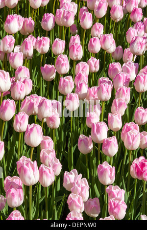 Rosa Tulpen Stockfoto