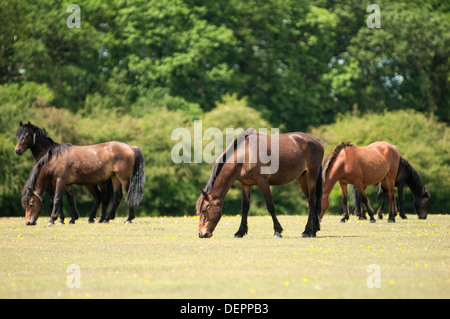 Landschaftsbild zeigt New Forest Ponys grasen auf dem offenen Land. Stockfoto