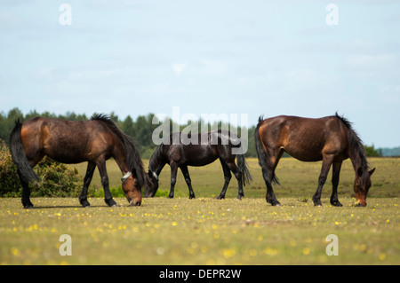 Landschaftsbild der drei New Forest Ponys grasen auf dem offenen Land. Stockfoto