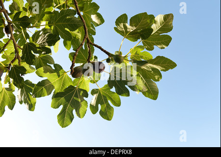 Sonne und Licht, das durch große grüne Feigenblatt Kontrast erfassten gegen blauen Himmel mit Feigen reif und reifenden Früchte Stockfoto