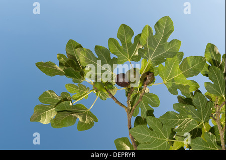 Sonne und Licht, das durch große grüne Feigenblatt Kontrast erfassten gegen blauen Himmel mit Feigen reif und reifenden Früchte Stockfoto