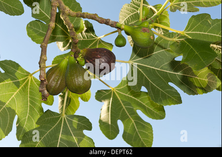 Sonne und Licht, das durch große grüne Feigenblatt Kontrast erfassten gegen blauen Himmel mit Feigen reif und reifenden Früchte Stockfoto