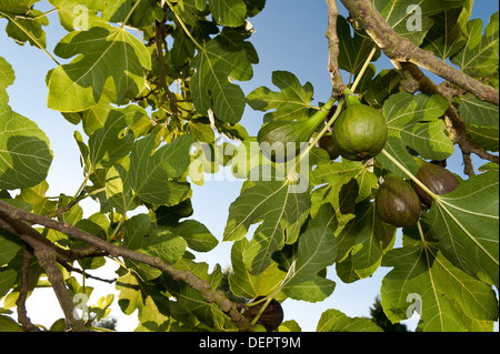 Sonne und Licht, das durch große grüne Feigenblatt Kontrast erfassten gegen blauen Himmel mit Feigen reif und reifenden Früchte Stockfoto