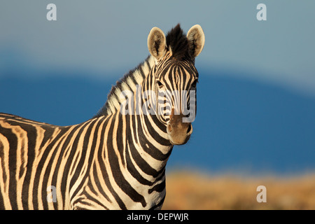 Porträt einer Ebenen (Burchell) Zebra (Equus Quagga Burchelli), Südafrika Stockfoto