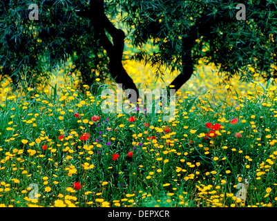 Wildblumen und Olive tree, Detail, Moron De La Frontera, Spanien Andalusien Stockfoto