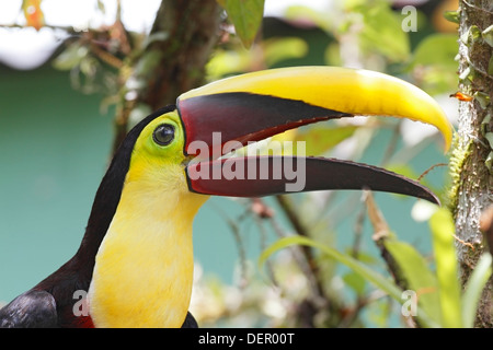 Kastanien-mandibled Toucan (Ramphastos Ambiguus) Erwachsene in Nahaufnahme zeigt Kopfprofil, Costa Rica, Mittelamerika Stockfoto