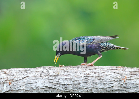 gemeinsamen Star (Sturnus Vulgaris) Erwachsenen Fütterung auf Baum, Bulgarien, Europa stehend Stockfoto