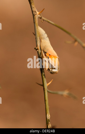 Ein Set von 4 Bildern der großen Lachs arabischen Schmetterling (Colotis Fausta Syn Madais Fausta) als es ergibt sich aus seinem Kokon. Stockfoto