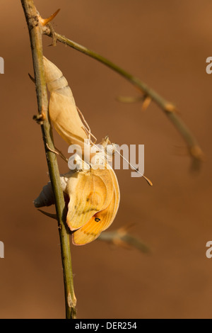 Ein Set von 4 Bildern der großen Lachs arabischen Schmetterling (Colotis Fausta Syn Madais Fausta) als es ergibt sich aus seinem Kokon. Stockfoto