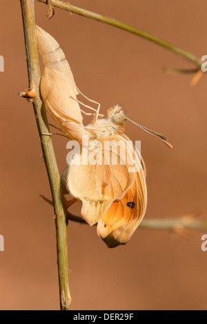 Ein Set von 4 Bildern der großen Lachs arabischen Schmetterling (Colotis Fausta Syn Madais Fausta) als es ergibt sich aus seinem Kokon. Stockfoto