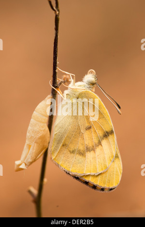 Ein Set von 4 Bildern der großen Lachs arabischen Schmetterling (Colotis Fausta Syn Madais Fausta) als es ergibt sich aus seinem Kokon. Stockfoto