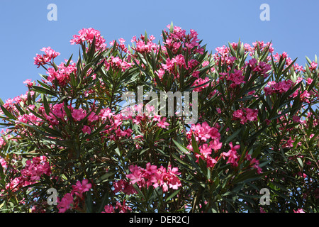 Blüte rosa Oleander (Nerium Oleander) auf blauen Himmelshintergrund fotografiert in Israel im Juni Stockfoto