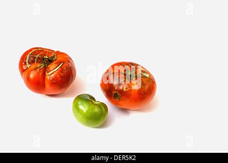 Zwei Faule Tomaten und eine kleine grüne aus meinem Garten auf einem weißen Hintergrund. Stockfoto