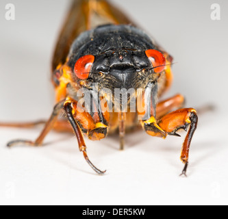 Zikade, Makro-Bild auf weißem Hintergrund Stockfoto