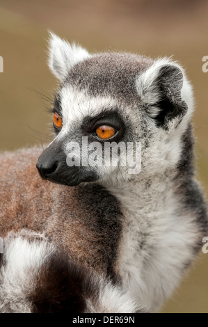 Lemuren; Blackpool Zoo; Blackpool; Lancashire; England; Vereinigtes Königreich; Europa; Stockfoto