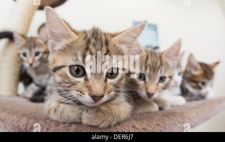 In Battersea Hunde & Cats Home, London wo Kätzchen sind der Presse vorgestellt, die potenzielle königliche Namen gegeben haben. Stockfoto