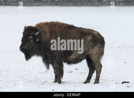 Bison im Schnee, die auf dem Rhug Anwesen Bio-Bauernhof in der Nähe von Corwen, Wales gezüchtet werden Stockfoto