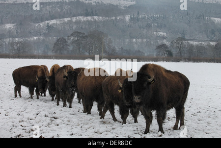 Bison im Schnee, die auf dem Rhug Anwesen Bio-Bauernhof in der Nähe von Corwen, Wales gezüchtet werden Stockfoto