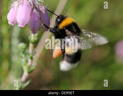Große Erde Hummel oder Buff-tailed Hummel (Bombus Terrestris) Fütterung auf eine Blume während des Schwebeflugs im Flug Stockfoto