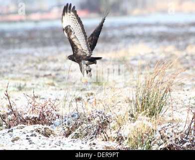 Europäische Bussard (Buteo Buteo) in die Flucht über die Felder im Winter Einstellung ausziehen Stockfoto