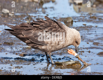 Süd polar Skua (Stercorarius Maccormick) Erwachsenen Fütterung auf Gentoo Penguin (Pygoscelis Papua) Fuß, Waterboat Punkt, Antarktis Stockfoto