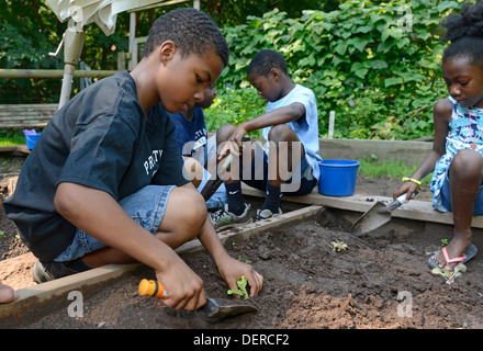 Schwarze Kinder von New Haven Praxis Bepflanzung Salat an Common Ground High School, eine Umwelt-Charta-Schule in Stadt. Stockfoto