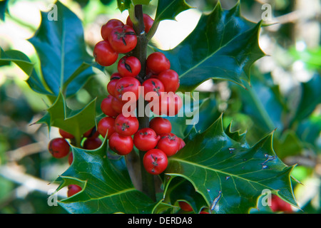 Holly, oder Stechpalme (Ilex Aquifolium) mit roten Früchten. Gorbeia Naturpark. Baskisches Land, Spanien, Europa. Stockfoto